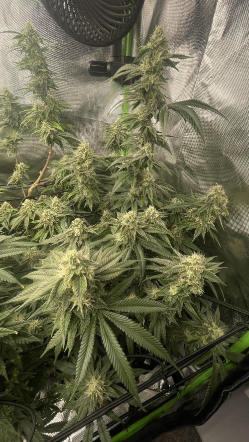 1. GROW - JUNGLEBOYS - ANIMAL TSUNAMI. Week 12