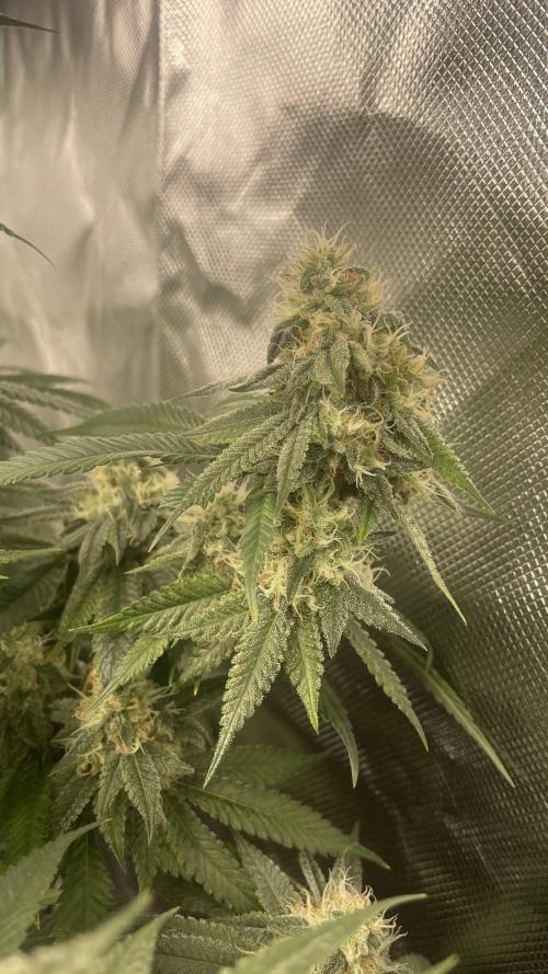 1. GROW - JUNGLEBOYS - ANIMAL TSUNAMI. Week 12