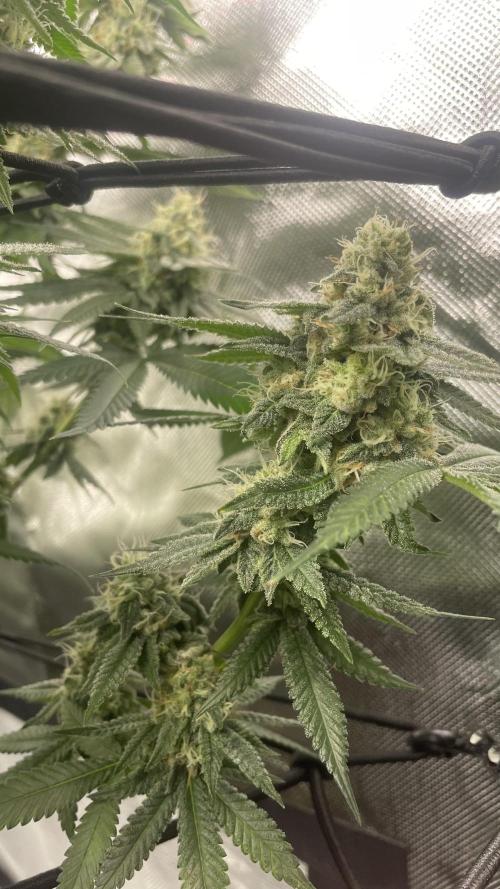 1. GROW - JUNGLEBOYS - ANIMAL TSUNAMI. Week 12