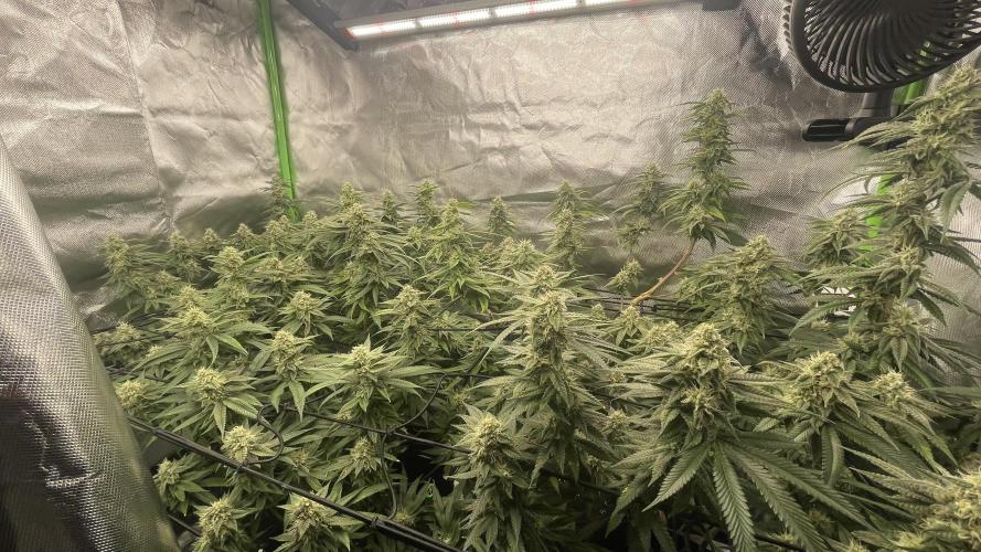 1. GROW - JUNGLEBOYS - ANIMAL TSUNAMI. Week 12