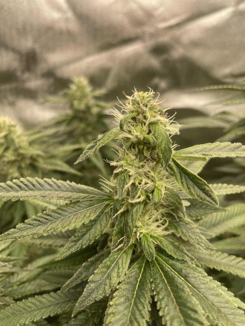 1. GROW - JUNGLEBOYS - ANIMAL TSUNAMI. Week 12