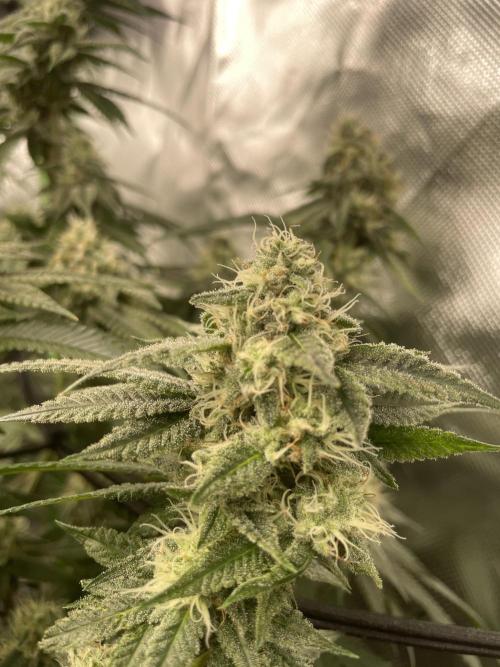 1. GROW - JUNGLEBOYS - ANIMAL TSUNAMI. Week 12