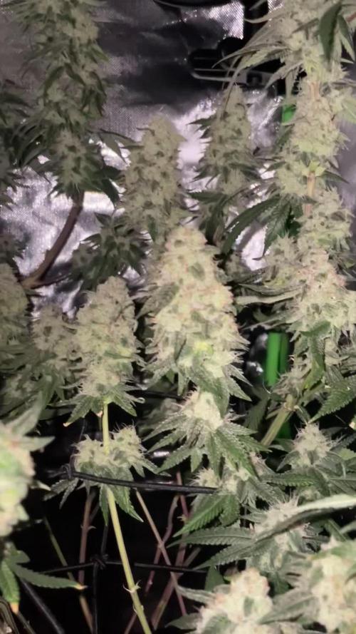 1. GROW - JUNGLEBOYS - ANIMAL TSUNAMI