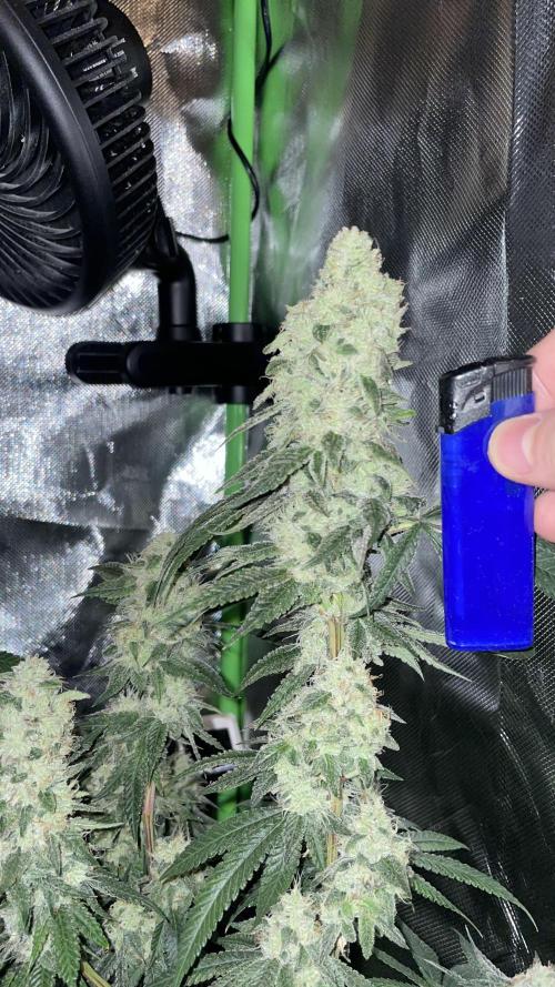 1. GROW - JUNGLEBOYS - ANIMAL TSUNAMI. Week 13