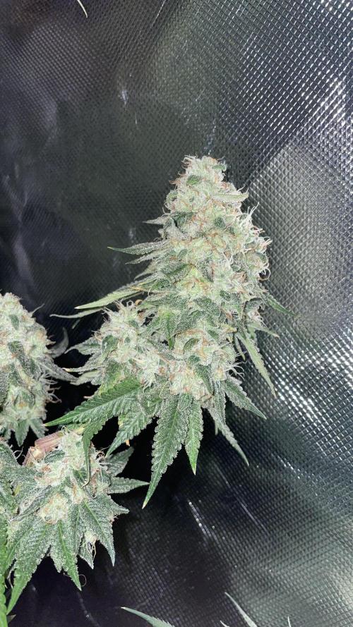 1. GROW - JUNGLEBOYS - ANIMAL TSUNAMI. Week 13