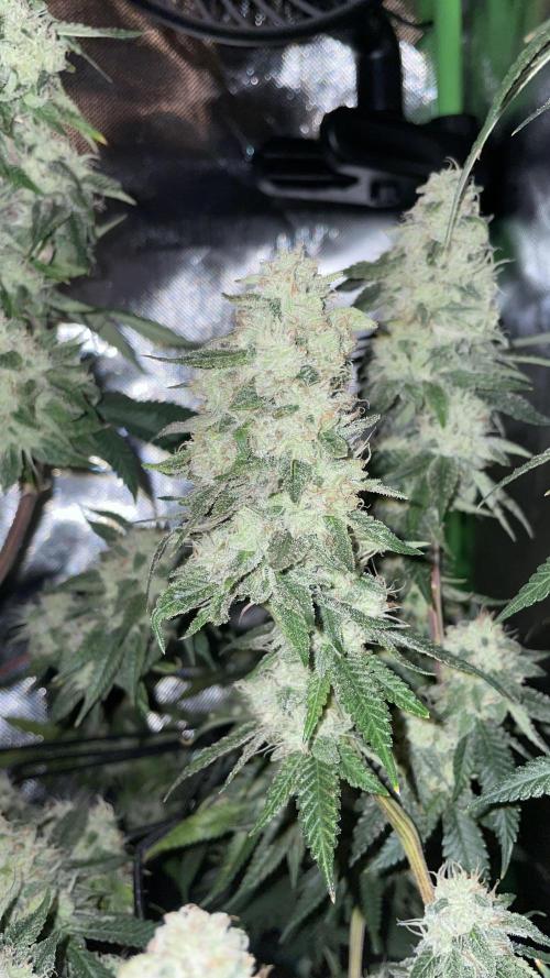 1. GROW - JUNGLEBOYS - ANIMAL TSUNAMI. Week 13