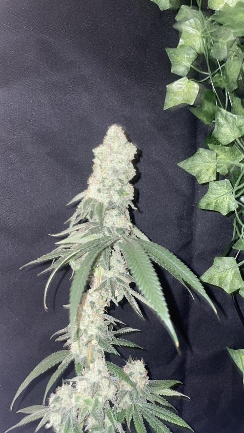 1. GROW - JUNGLEBOYS - ANIMAL TSUNAMI. Week 14