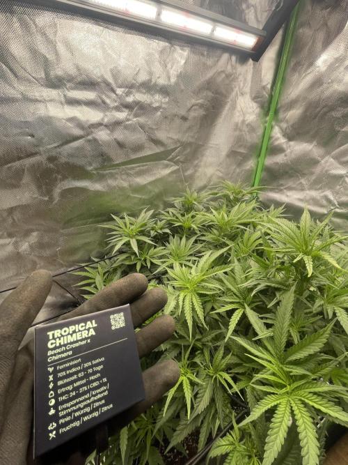 TROPICAL CHIMERA⛽️🏁. Week 16