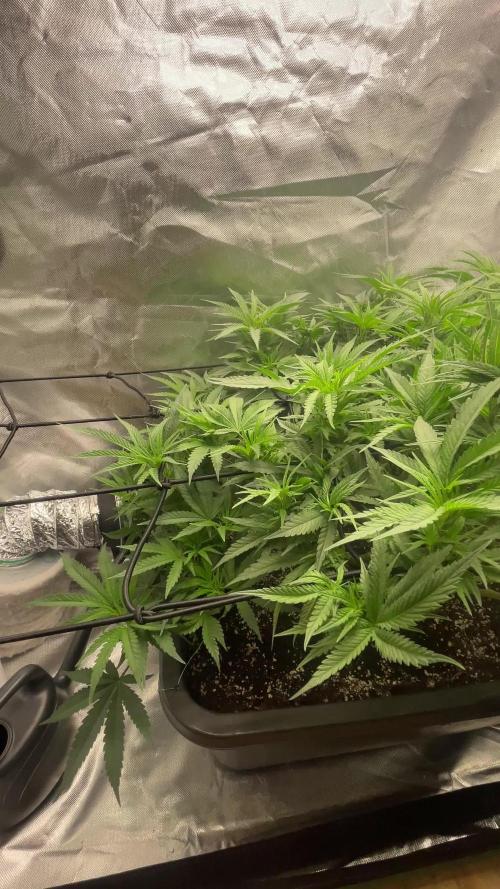 TROPICAL CHIMERA⛽️🏁