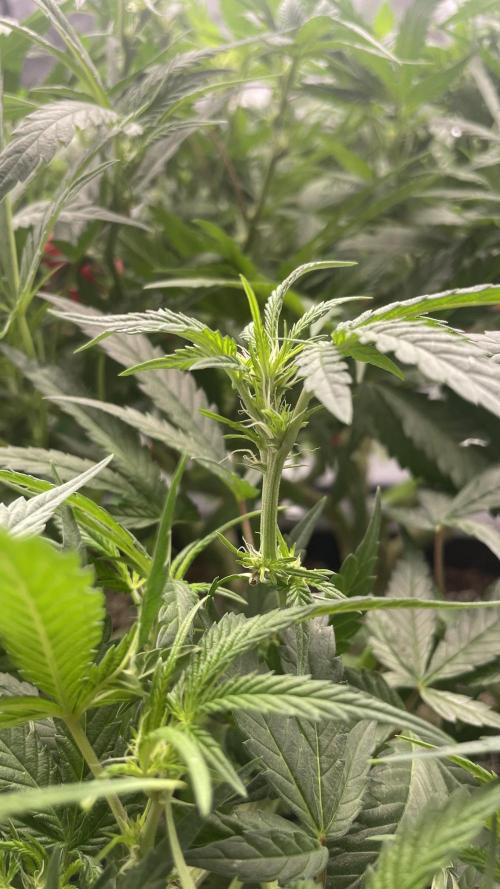 TROPICAL CHIMERA⛽️🏁. Week 17