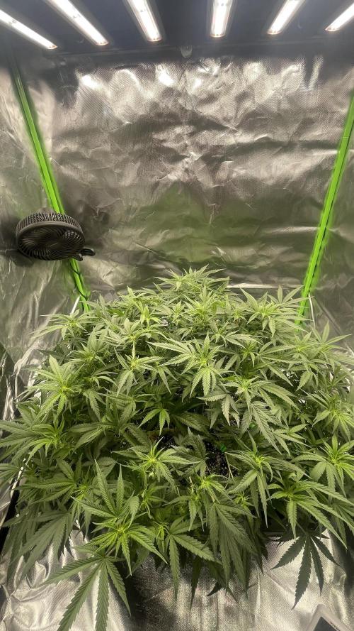 TROPICAL CHIMERA⛽️🏁. Week 17