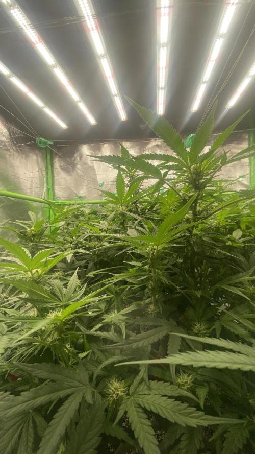 TROPICAL CHIMERA⛽️🏁. Week 18