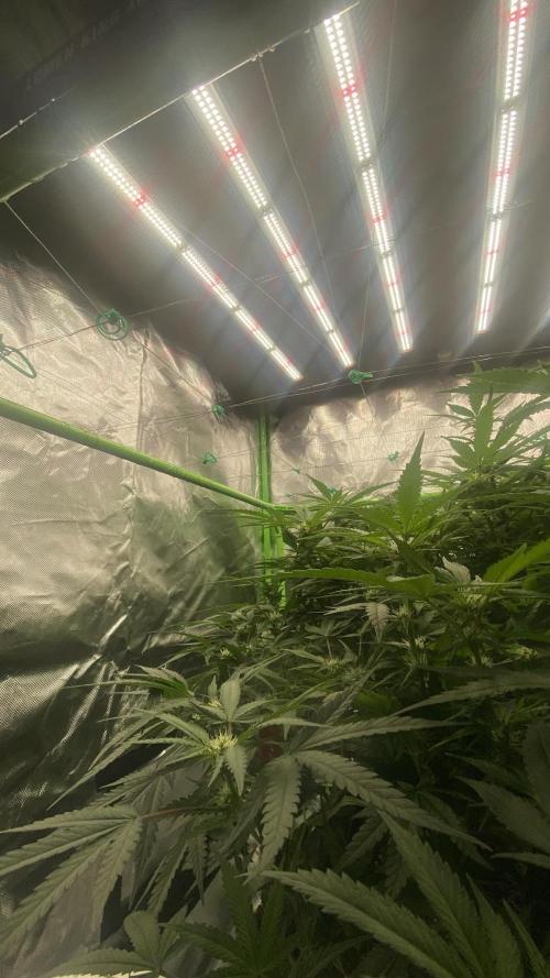 TROPICAL CHIMERA⛽️🏁. Week 18