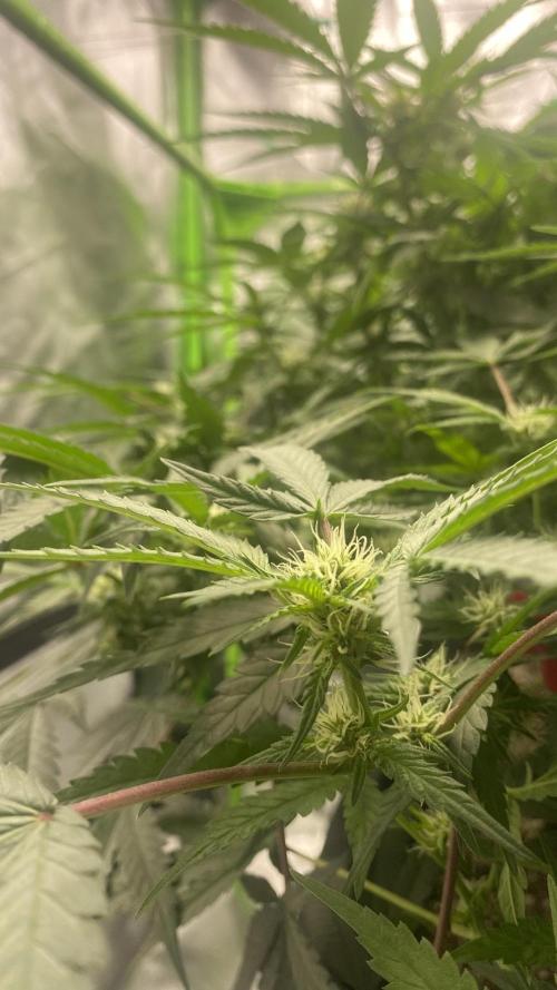 TROPICAL CHIMERA⛽️🏁. Week 18