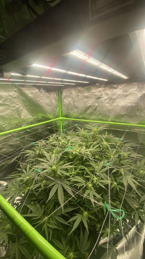 TROPICAL CHIMERA⛽️🏁. Week 18