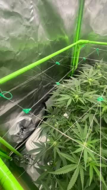 Tropical Chimera. Week 18