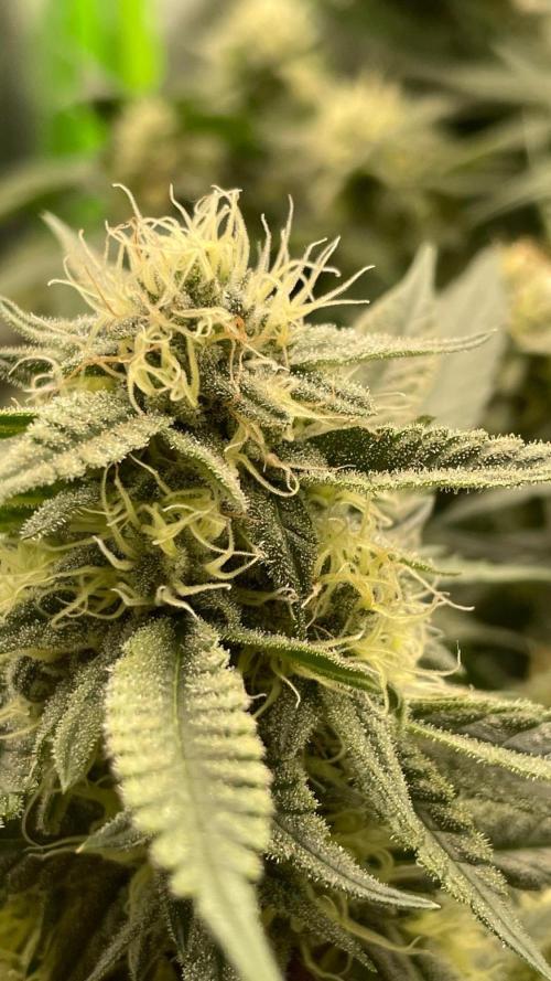 Tropical Chimera. Week 19