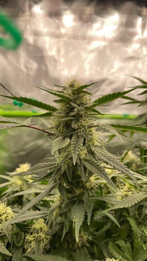 Tropical Chimera. Week 20