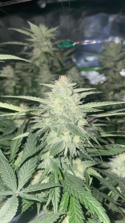 TROPICAL CHIMERA ⛽️🏁. Week 20