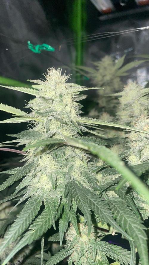 TROPICAL CHIMERA ⛽️🏁. Week 20