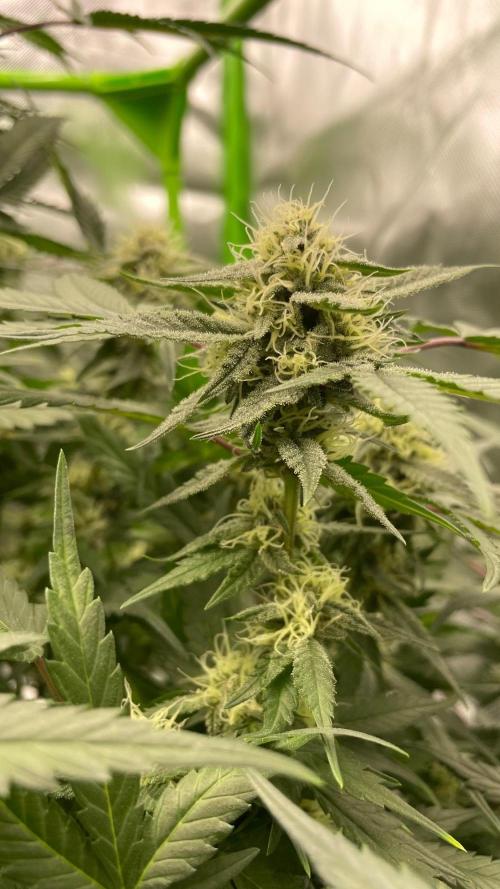 Tropical Chimera. Week 19
