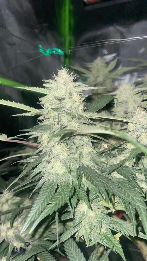 TROPICAL CHIMERA ⛽️🏁. Week 21