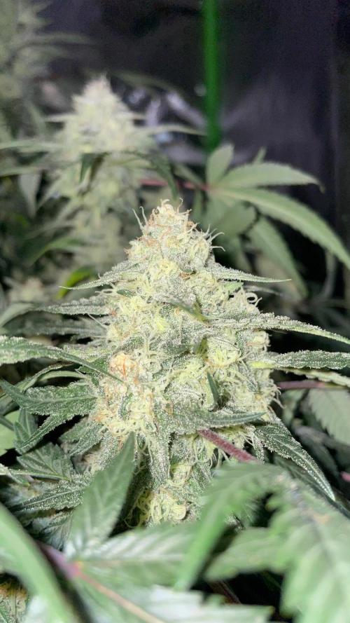 TROPICAL CHIMERA ⛽️🏁. Week 22