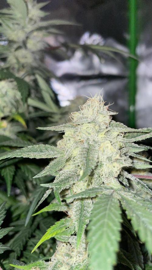 TROPICAL CHIMERA ⛽️🏁. Week 22