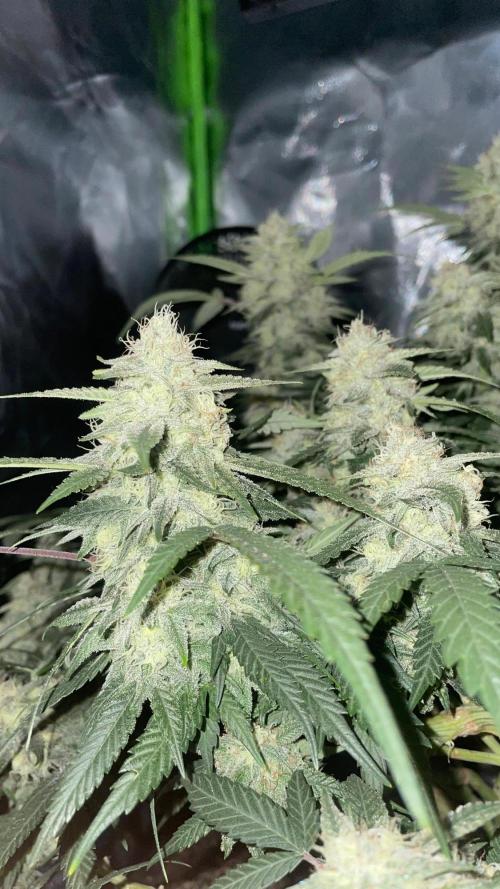 TROPICAL CHIMERA ⛽️🏁. Week 22