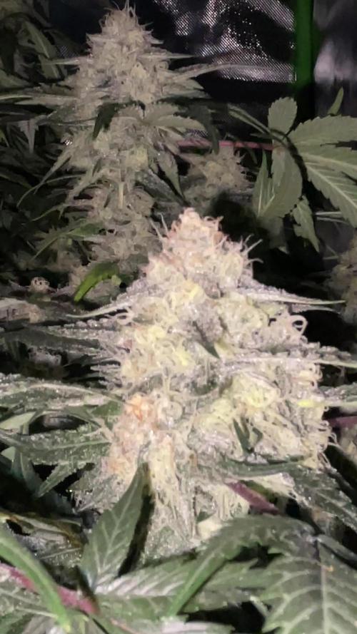 TROPICAL CHIMERA ⛽️🏁