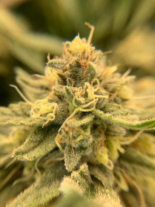 TROPICAL CHIMERA ⛽️🏁. Week 23