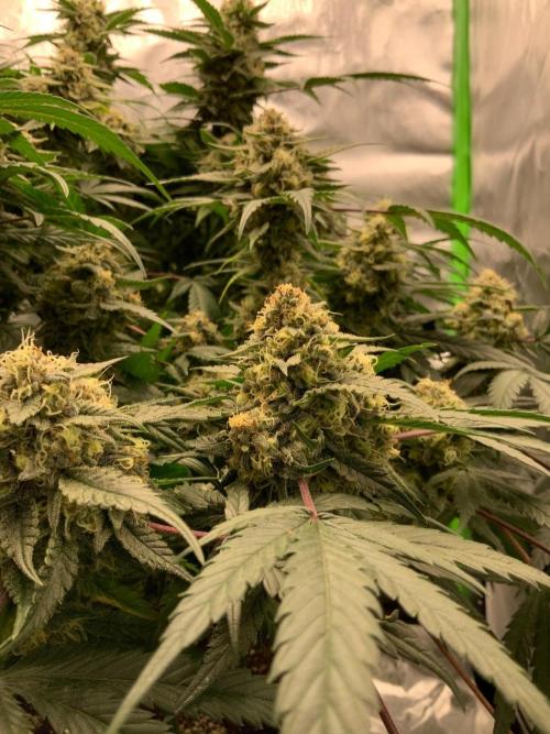 TROPICAL CHIMERA ⛽️🏁. Week 23