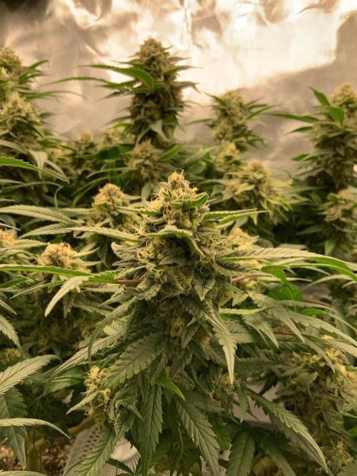 TROPICAL CHIMERA ⛽️🏁. Week 23