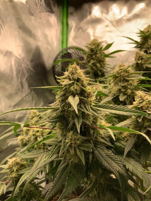 TROPICAL CHIMERA ⛽️🏁. Week 23