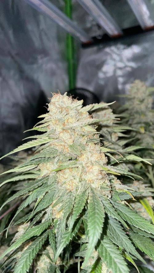 TROPICAL CHIMERA ⛽️🏁. Week 24