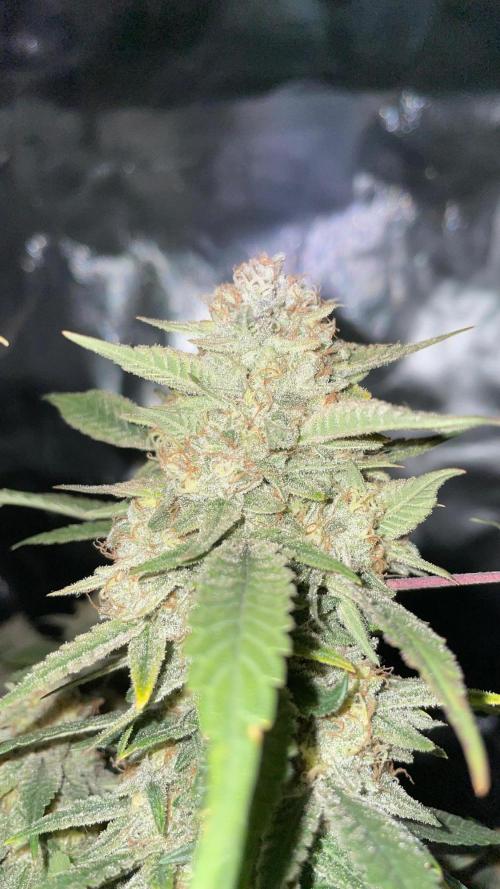 TROPICAL CHIMERA ⛽️🏁. Week 24