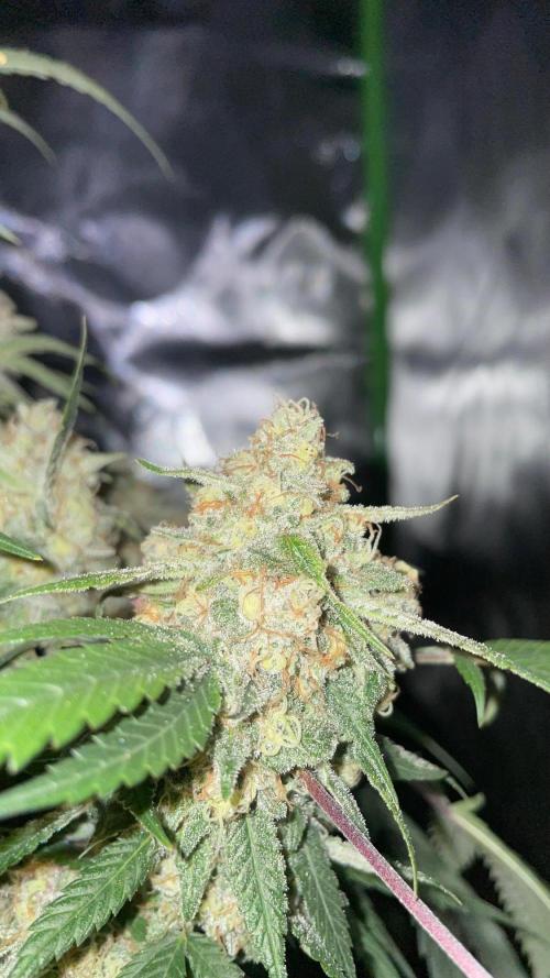 TROPICAL CHIMERA ⛽️🏁. Week 24