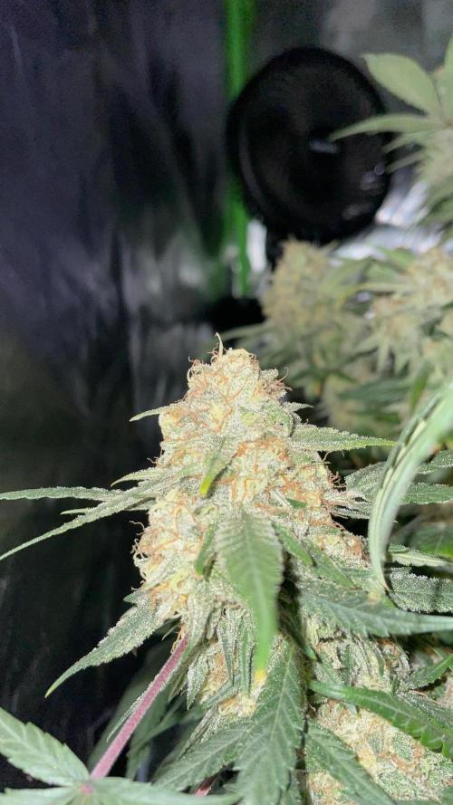 TROPICAL CHIMERA ⛽️🏁. Week 24
