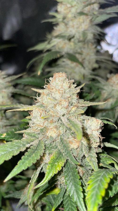 TROPICAL CHIMERA ⛽️🏁. Week 24