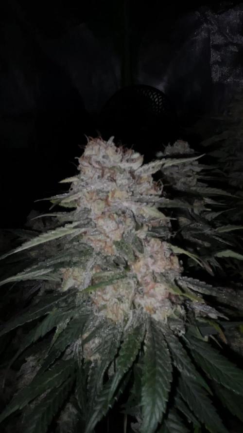 TROPICAL CHIMERA ⛽️🏁