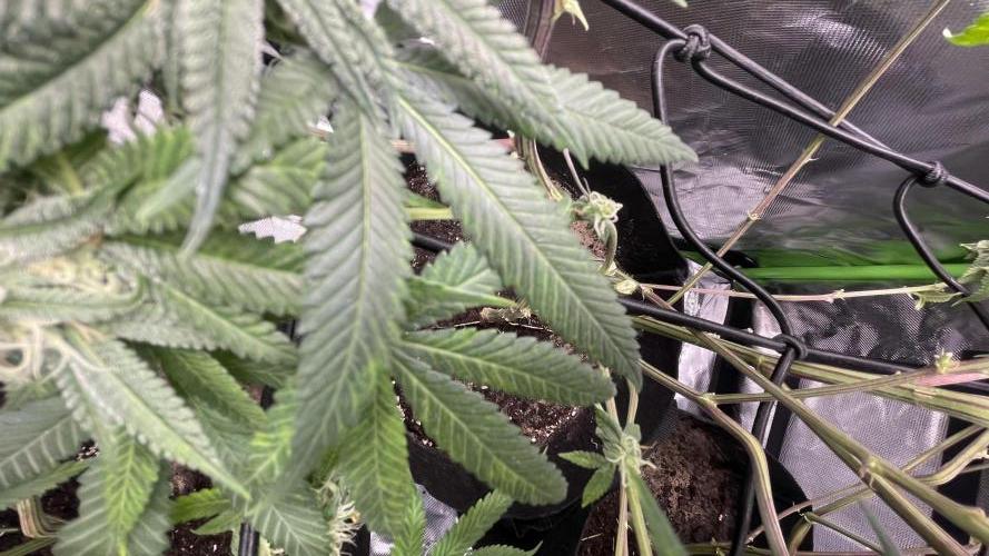 1. GROW - JUNGLEBOYS - ANIMAL TSUNAMI. Week 11