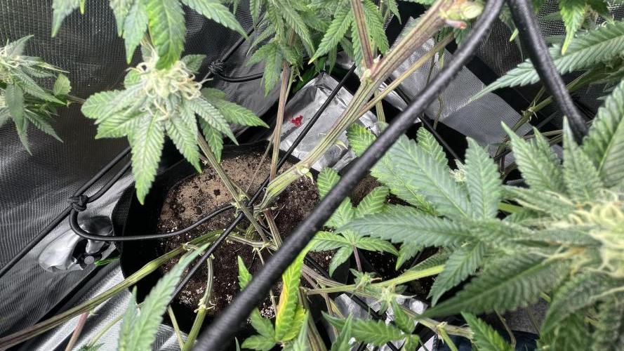 1. GROW - JUNGLEBOYS - ANIMAL TSUNAMI. Week 11