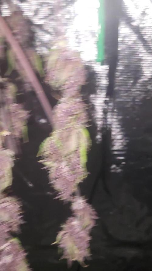 *Auto Mix* Miracle diary ️ 