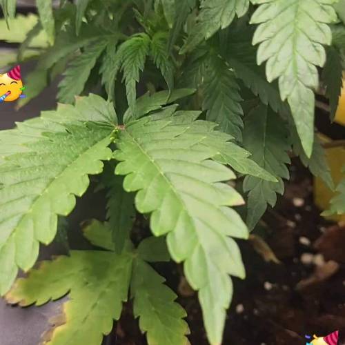 *Auto Mix* Miracle diary ️