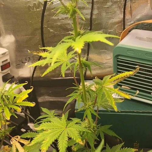 *Auto Mix* Miracle diary ️