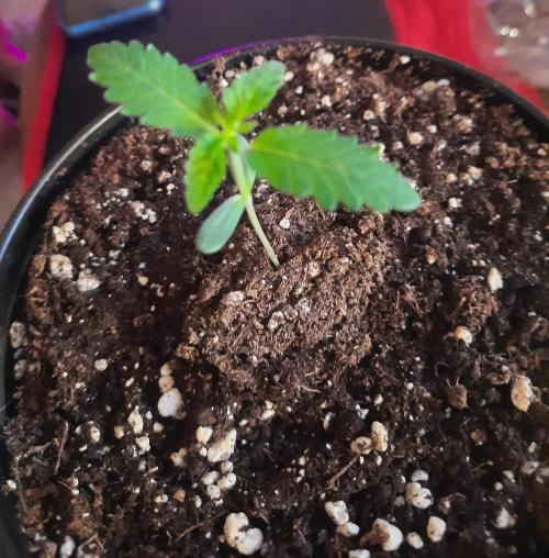 Starting from 0 again, with 3 varieties. Week 1 - Celestial gas x Thai Food 