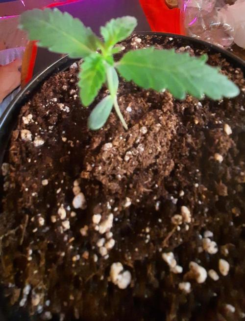 Starting from 0 again, with 3 varieties. Week 1 - Celestial gas x Thai Food 