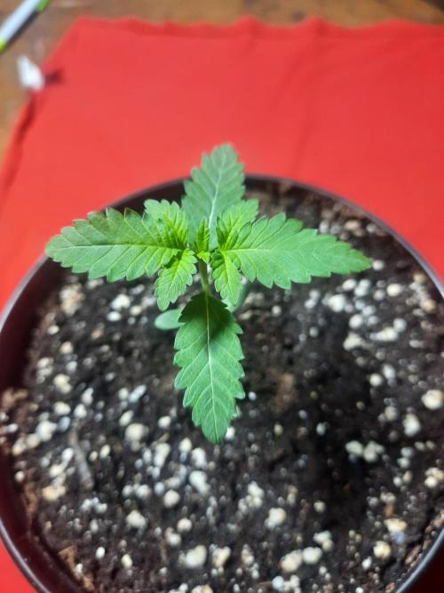 Starting from 0 again, with 3 varieties. Week 1 - Celestial gas x Thai Food 