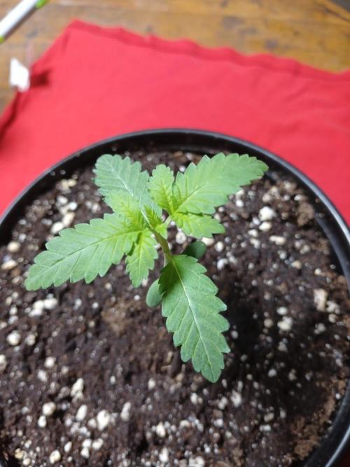 Starting from 0 again, with 3 varieties. Week 1 - Celestial gas x Thai Food 