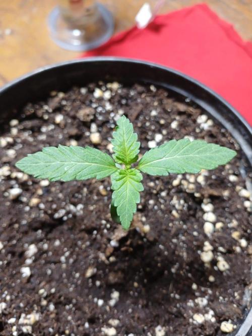 Starting from 0 again, with 3 varieties. Week 1 - Cherry Pie x Mac